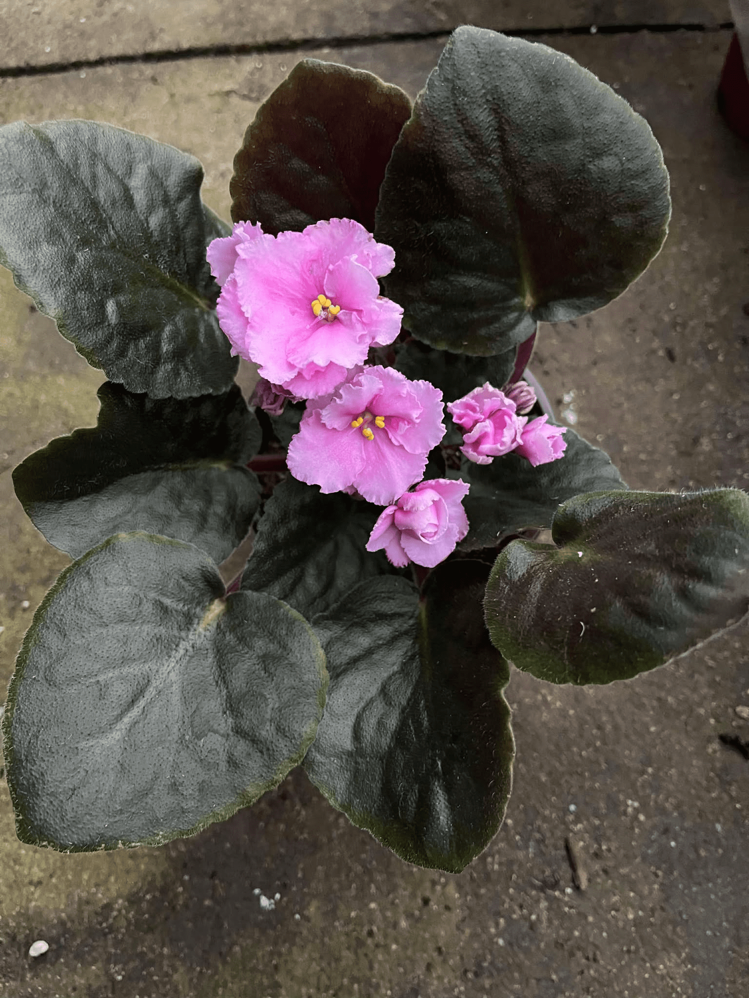 Light Pink Africa Violets Live Plant for Planting Indoor Outdoor, Light Pink Blooming Violet, Africa Violet Flowers, 4 Inch Pot