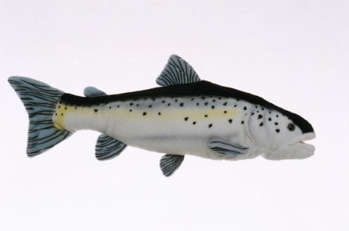 salmon plush