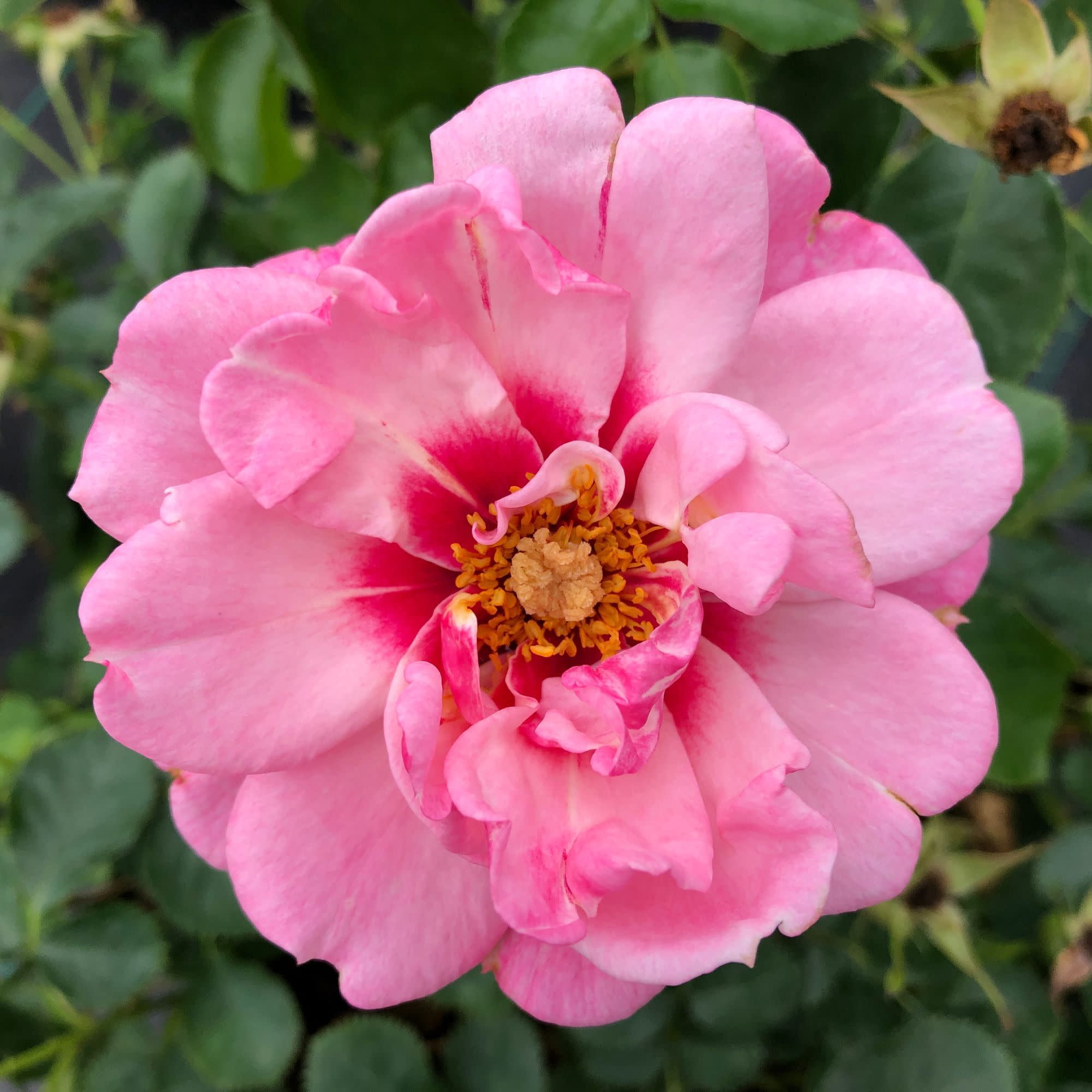 Proven Winners ColorChoice 5" Ringo Double Pink Rose Live Plant in 4.5" Pot (4 Count)