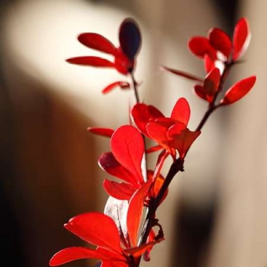 Red Leaves Ii Canva