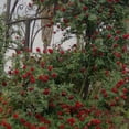 thumbnail image 2 of Cherry Garland™ Climbing Rose by Heirloom Roses - Red Climbing Rose Live Plant, 2 of 3