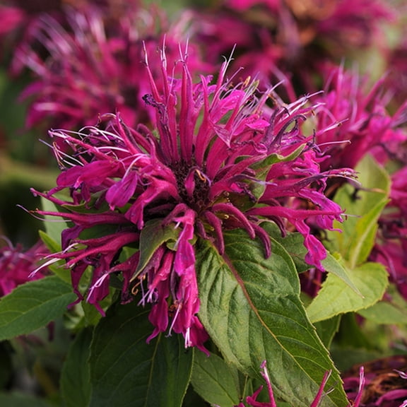 Mulberry Bee Balm Seeds (100 Pack) – Monarda Perennial Flower Seeds for Planting Outdoors, Deep Pink Purple Pollinator Flowers for Garden Beds & Wildflower Gardens
