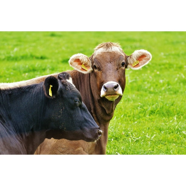 Allgaƒae A A U Ruminant Cow Cows Cute Dairy Cattle Inch By 30 Inch Laminated Poster With Bright Colors And Vivid Imagery Fits Perfectly In Many Attractive Frames Walmart Com Walmart Com