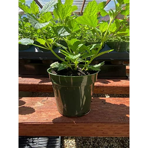 1 Lemon Balm, Melissa officinalis, Thriving in 4" Nursery Pot