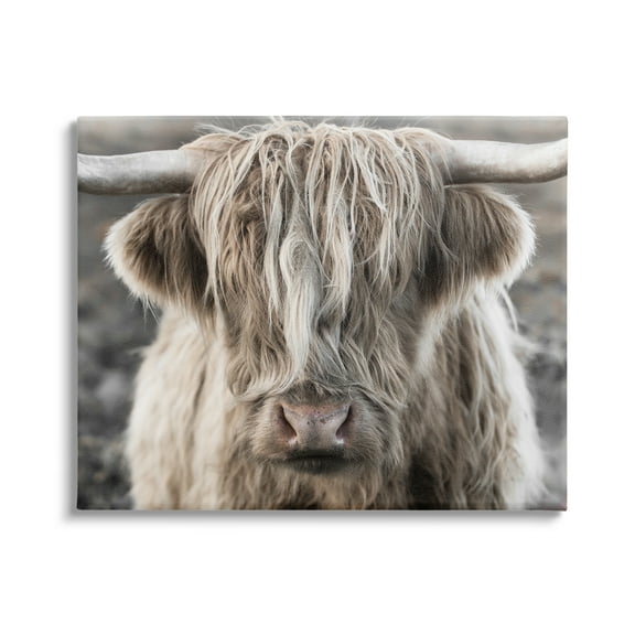 Stupell Industries Detailed Highlands Cattle Rural Farm Animal Photography Photograph Gallery Wrapped Canvas Print Wall Art, Design by Danita Delimont