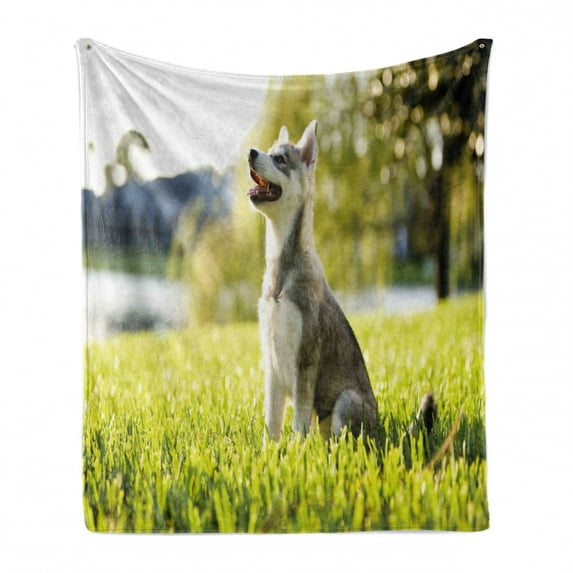 Alaskan Malamute Soft Flannel Fleece Throw Blanket, Klee Kai Puppy Sitting on Grass Looking up Friendly Young Animal, Cozy Plush for Indoor and Outdoor Use, 60" x 80", Multicolor, by Ambesonne