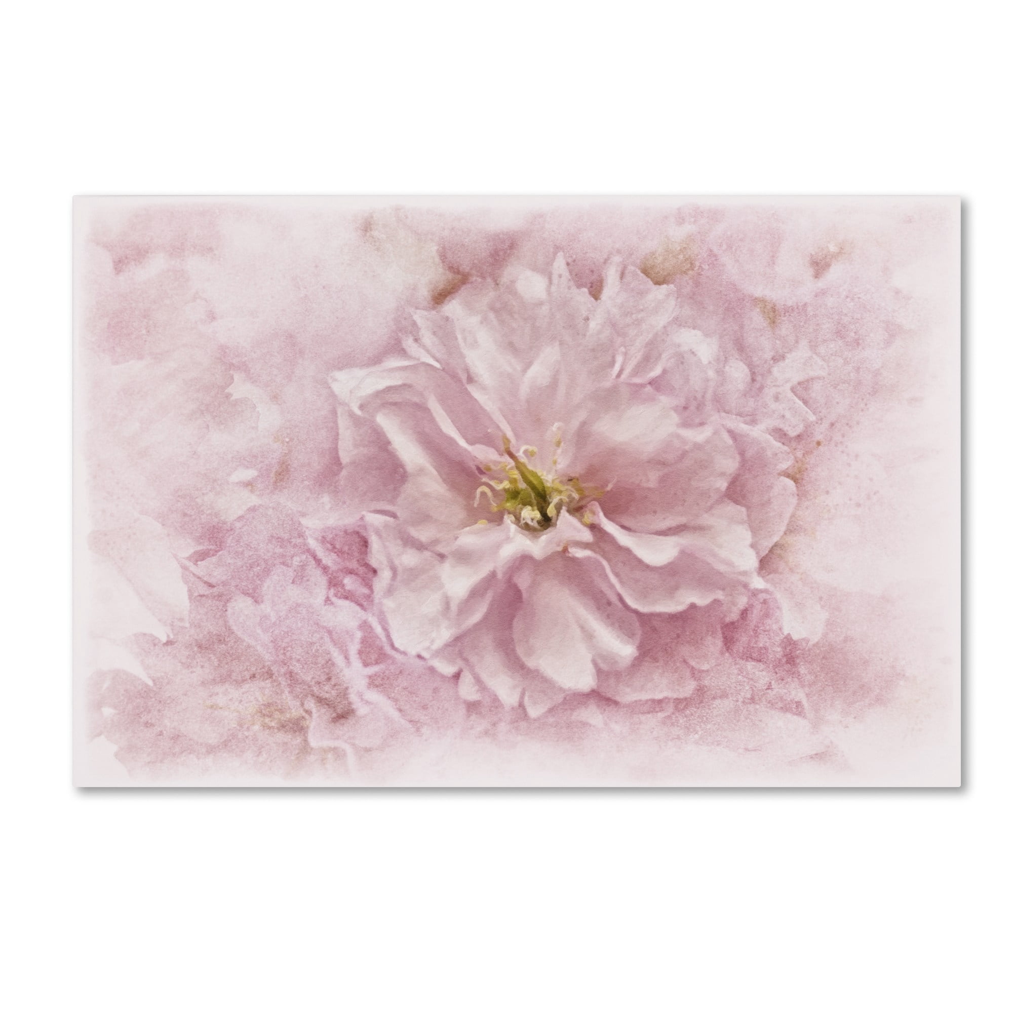 Trademark Fine Art 'Cherry Blossom' Canvas Art by Cora Niele
