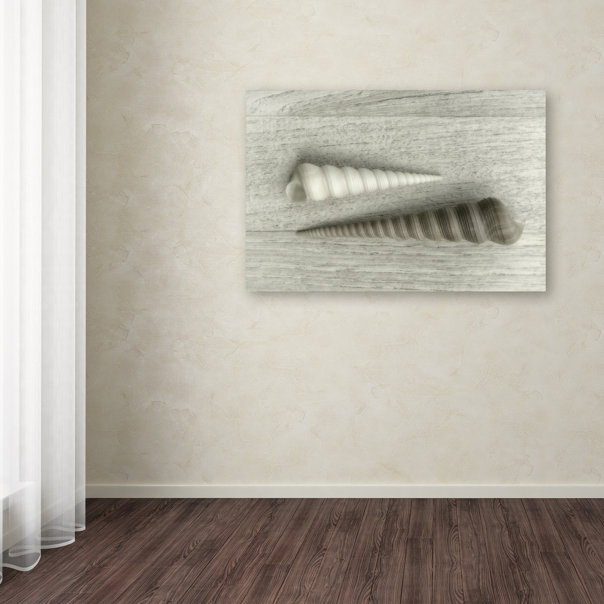 Trademark Fine Art 'Sea Snail Shells' Canvas Art by Cora Niele