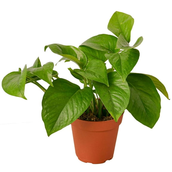 Pothos Green Queen Live Plant for Indoor | Different Houseplants in 4'' & 6'' Pot | Real House Plant for Living Room, Office, Desk & Bathroom | Devil's Ivy | Epipremnum Aureum