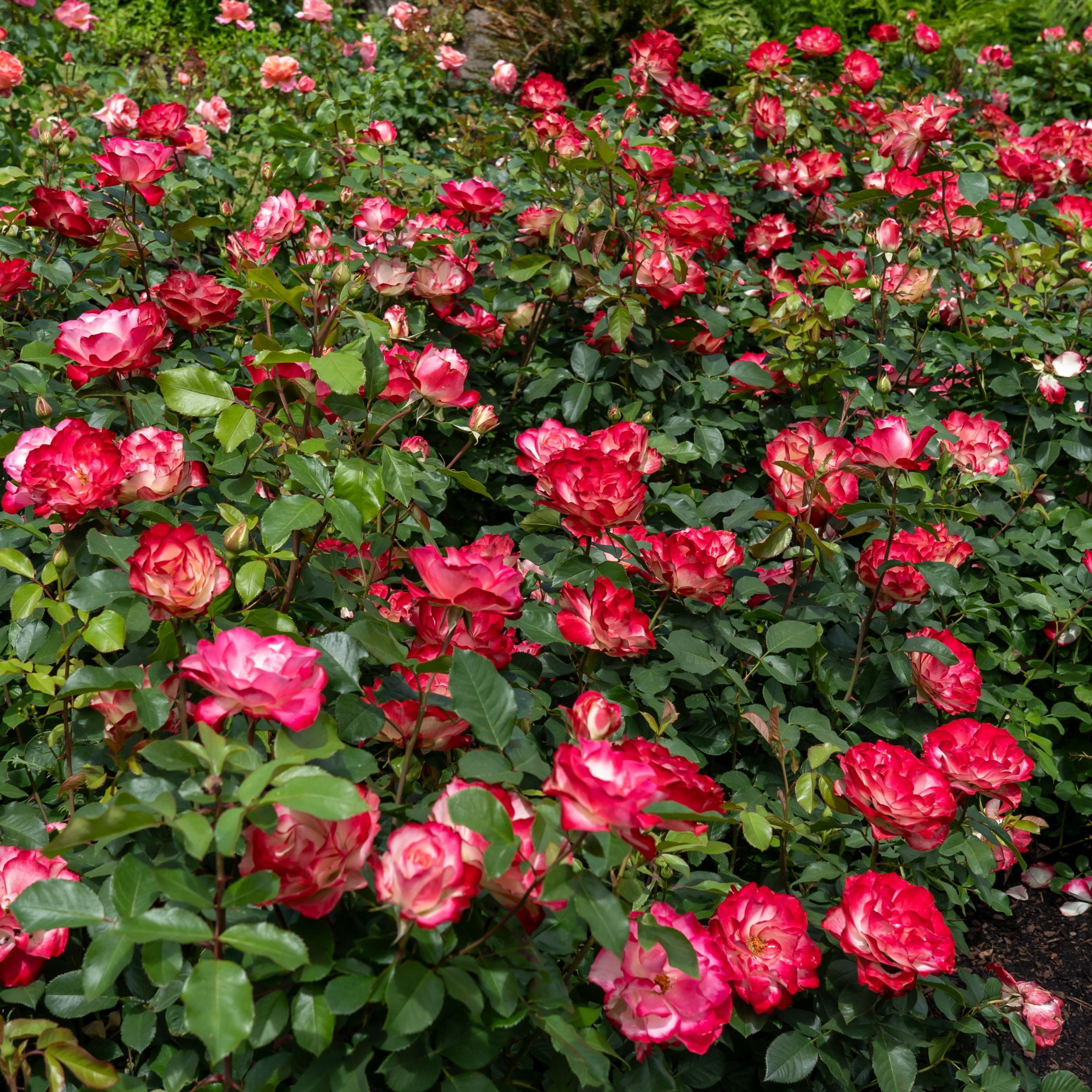 Bare Root Cherry Parfait Rose with Multicolor Flowers (2-Pack)