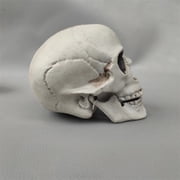Human Skull Replica - Anatomically Accurate Skeleton Head Prop for Halloween Parties, Haunted Bars & Spooky Home Decorations