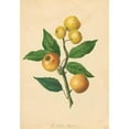 thumbnail image 2 of Thomas Andrew Knight 11x14 Black Ornate Wood Framed Double Matted Museum Art Print Titled: Golden Pippin (1811), 2 of 5