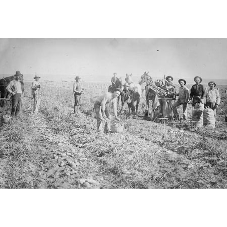 Harvesting in Potato field, Colorado Print Wall Art