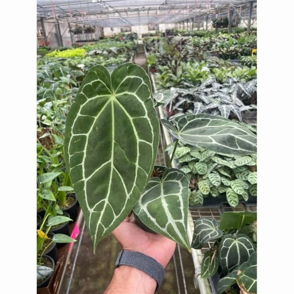 House Plant Dropship 4-ANTHURIUM-CRYSTALLINUM Anthurium Crystallinum Plant