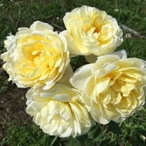 Heirloom Roses 15" Yellow Princess Buttercup Live Plants in Pot