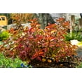 thumbnail image 3 of Jumbo Pint Strobe Weigela Live Shrub, Bright Pink Flowers, 3 of 9