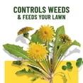 thumbnail image 6 of Scotts Turf Builder Liquid Lawn Food Plus Weed Control, Controls Dandelions, 32 fl. oz., 6 of 14