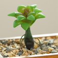 thumbnail image 2 of Coofit Mini Artificial Succulent DIY - Faux Succulent Plant Plastic Greenery Decoration, 2 of 3