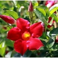 thumbnail image 2 of Set 2 Red Mandevilla Plants 4-7" Tall for Planting, Mandevilla Flower Plants, Tropical Flowering Plant for Garden, Mandevilla Vine Plants, 2 of 5