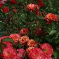 thumbnail image 5 of Heirloom Roses Rose Bush - Frida Kahlo™ Floribunda , Live Rose Plant, 5 of 6