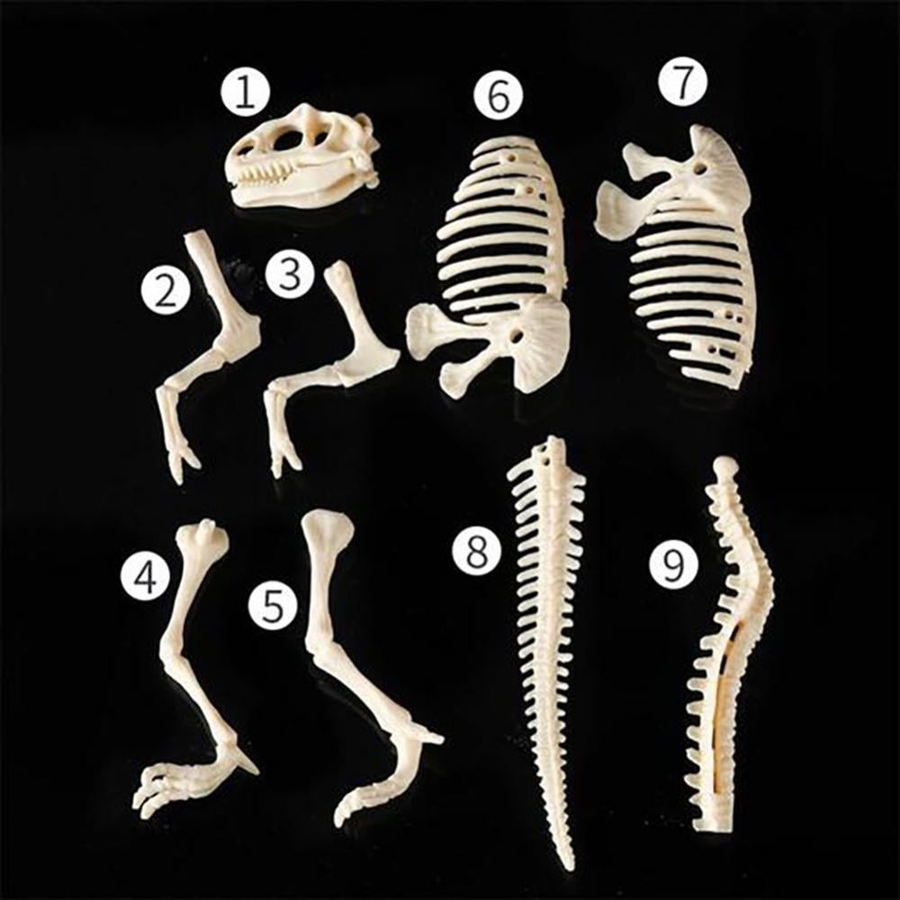 Buy Forzero 4D TRex Dinosaur Anatomy Kit, Interactive Archaeology