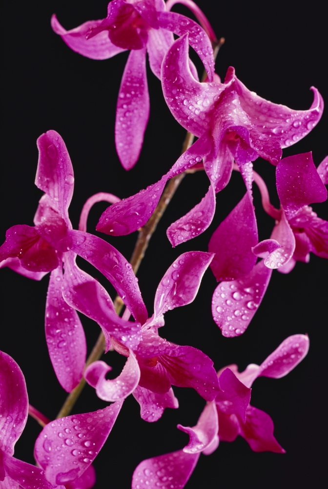 Hawaii Purple Dendr