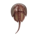 thumbnail image 3 of Figura Cangrejo Herradura Safari Ltd 261429 17cm, 3 of 5