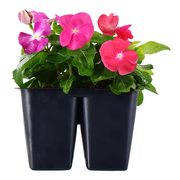 Expert Gardener 6" Multicolor Vinca Live Plants in 3" Grower Pot Full Sun 4 Pack