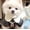 DL, variant on TYShandao Pet Collar, Pet Pearl Necklace, Cat and Dog Pearl Collar
