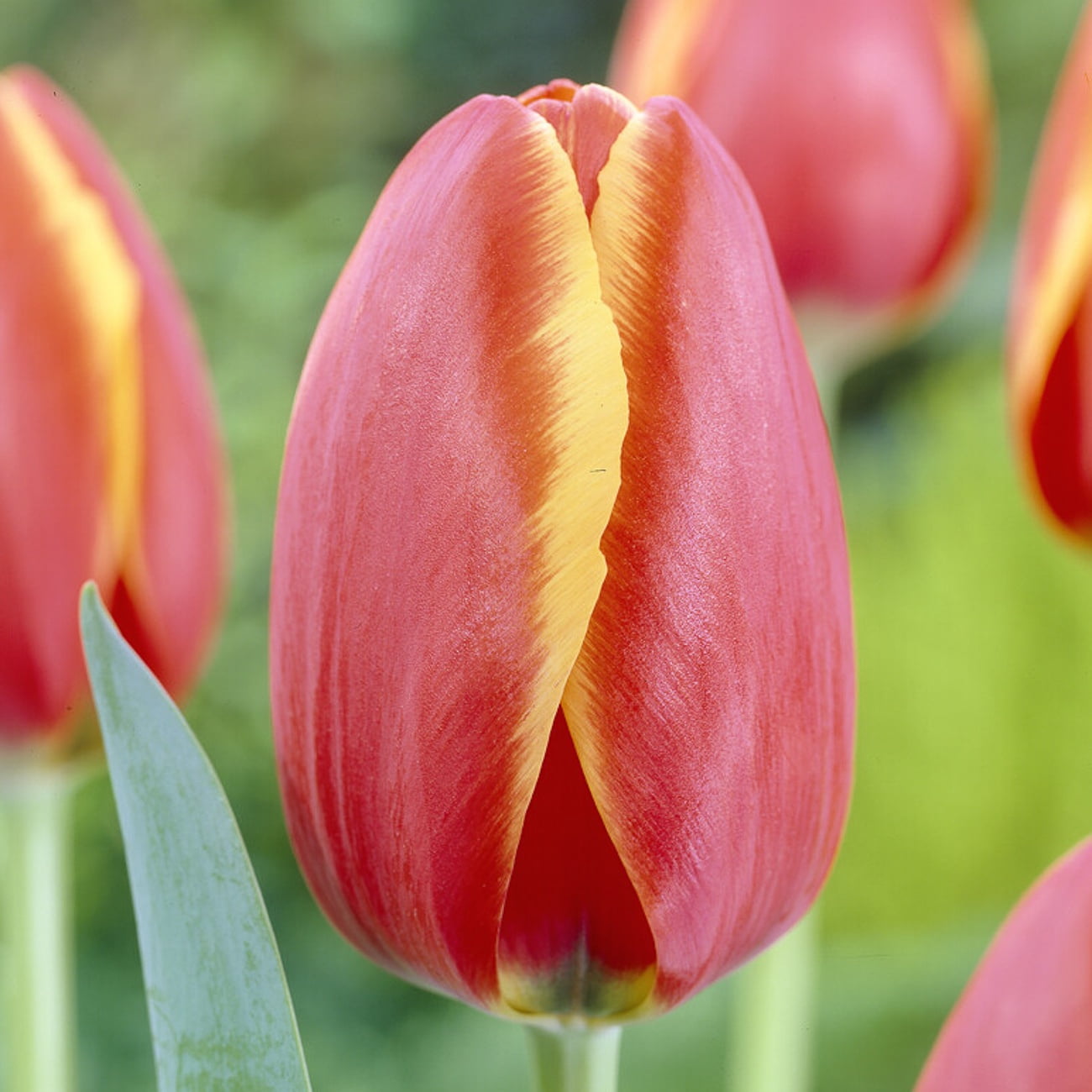Van Zyverden Tulips World's Favorite Set of 12 Bulbs, Multicolor, Partial Sun, Perennial