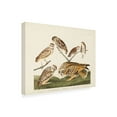 thumbnail image 2 of John James Audubon 'Burrowing Owl' Canvas Art, 2 of 3