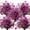 Fuchsia-daffodil, variant on GRNSHTS 20 Bundles Artificial Daffodil Outdoors Flowers (Light Yellow-Daffodil)