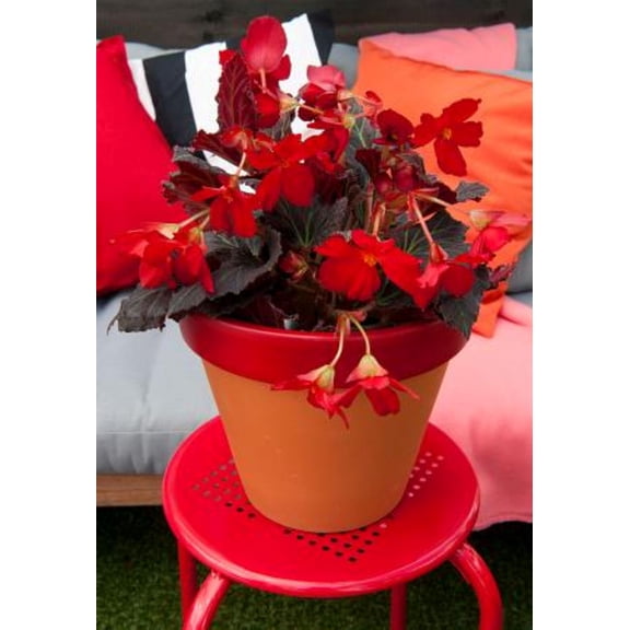 Pendula Red Begonia 2 Bulbs - 5/6 cm - Great in Hanging Baskets