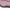 Prism Pink, variant on Bearpaw Women's Super Shorty Boots