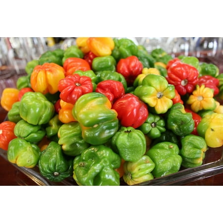 Stretched Canvas Prints Canvas Print Fresh Peppers Harvest Food Vegetables Healthy Stretched Canvas 32 x 24 ()