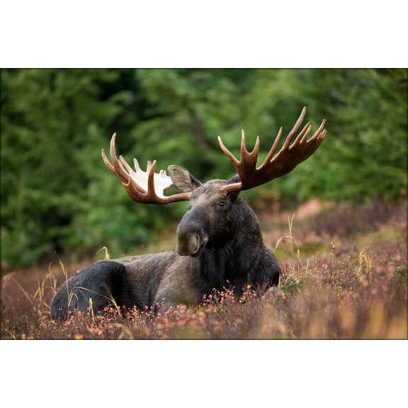 24"x36" Gallery Poster, A male moose takes a rest in a field during a light rainshower