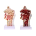 thumbnail image 1 of 2pcs Estatua de Garganta de Cavidad Bucal Nasal Patológica y de Suministros de Laboratorio	- 1: 1 Tamaño Natural Hugo Estatua de la cavidad nasal humana, 1 of 10