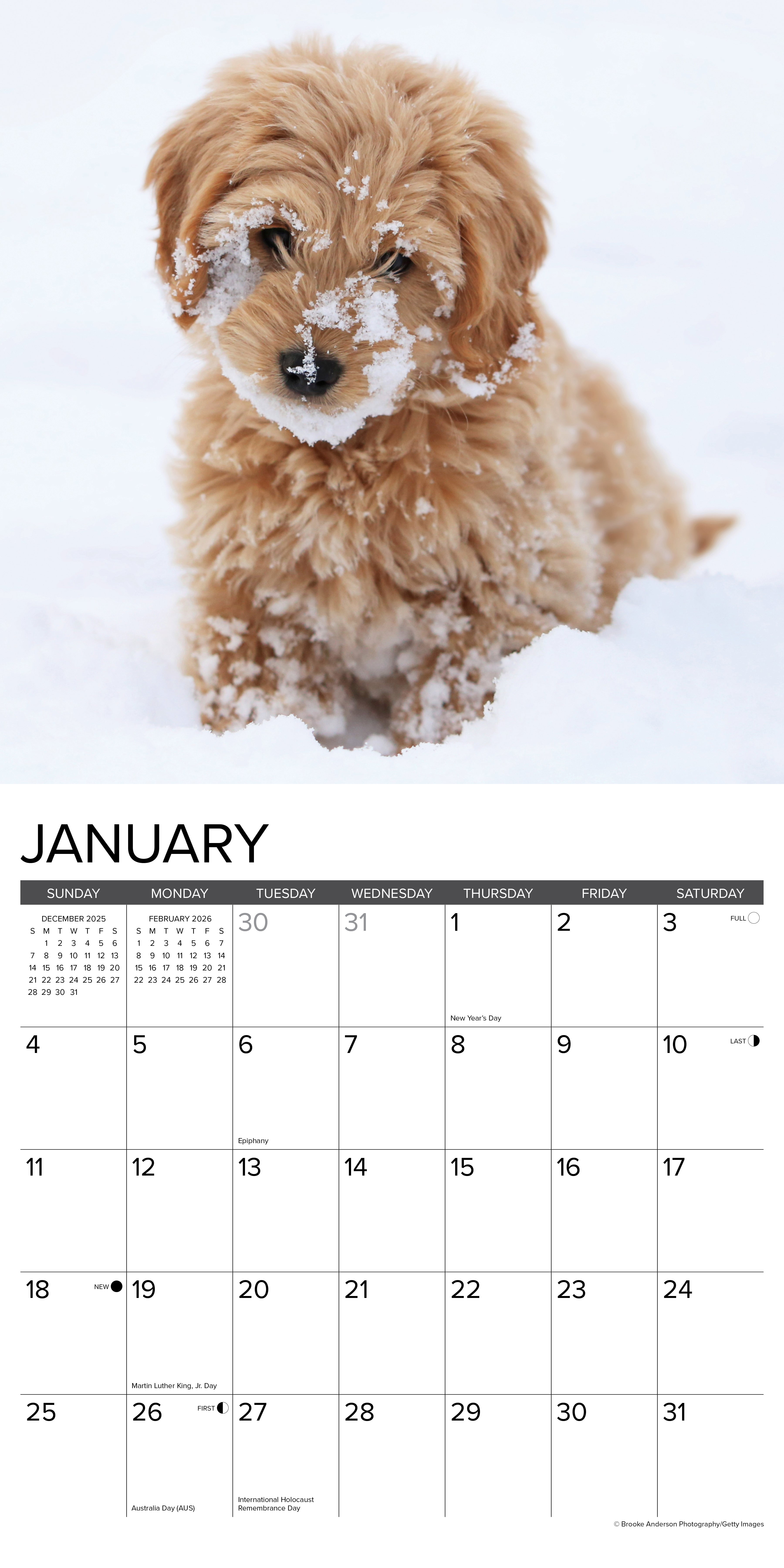 Goldendoodle Puppies 2026 12 X 12 Wall Calendar, (Hardcover)