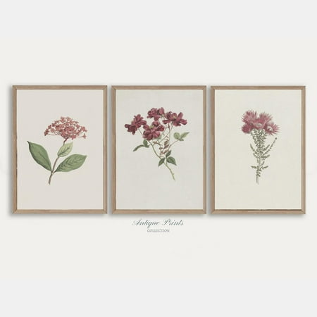 UNFFRAMED Set Neutral Flowers Drawing, Vintage Botanical Gallery Wall, Antique Flowers 3 Pieces Wall Art, Floral Wall Set Set 3 Prints 12x18