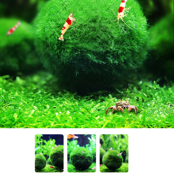 Marimo Moss Ball Cladophora Vivant Aquarium Plante Poisson Aquarium Décor  2-4cm 