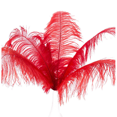 thumbnail image 2 of 40 Pcs Natural Ostrich Feathers Wedding Party Decoration Red 20-25cm, 2 of 4