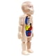 thumbnail image 1 of Juguete de anatomía del cuerpo humano modelo de cuerpo humano de 94 pulgadas de alto educativo para el aprendizaje ANGGREK Otros, 1 of 8