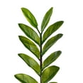 thumbnail image 5 of Vickerman 36" Potted Green Zamifolia Artificial Bush., 5 of 7