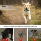 thumbnail image 5 of Collar de perro Dinheiro con Airtag, forro de neopreno suave reflectante, collar de nailon transpirable para mascotas, ajustable, 5 of 5