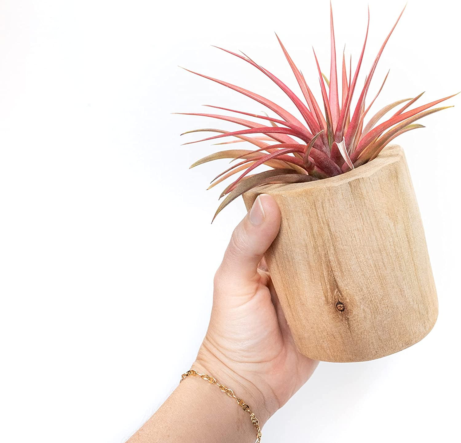 Air Plant Shop Driftwood Container with Custom Air Plant- Wholesale and Bulk - Succulents - Live Tillandsia - Easy Care Indoor and Outdoor House Plants (Xerographica)