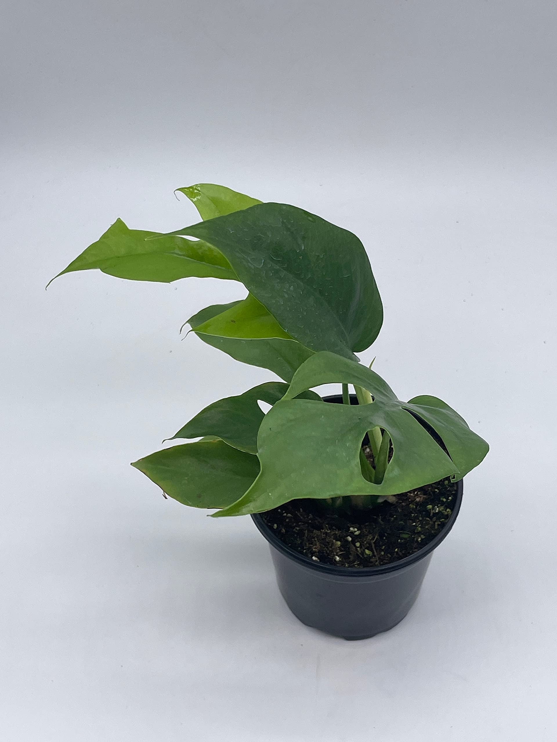 philodendron dark form gloriosum Philodendron Gloriosum Dark Form (young plant)