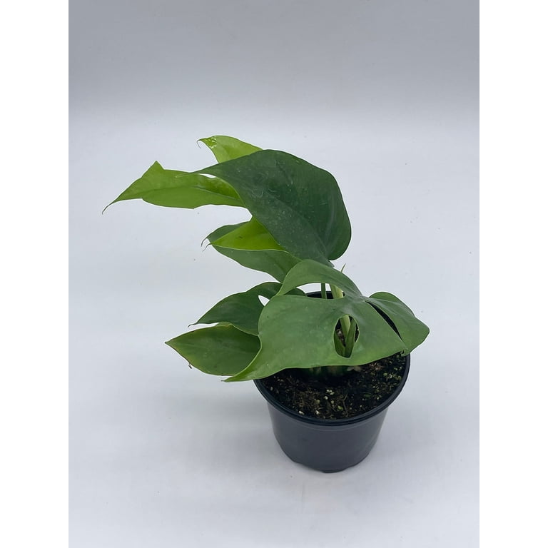 Monstera Minima, 4 inch, Rhaphidophora tetrasperma Philodendron Piccolo,  Mini Ginny, - Walmart.com