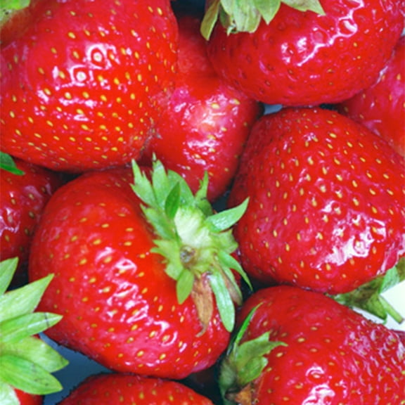20 Pack Éclair Junebearer Strawberry Plants - Delicious Outdoor Planting for Home Garden - Grown USA. Zone 4-9.