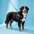 thumbnail image 2 of Vibrant Life Easy-On Dog Harness, Gray, Polyester, Extra Large, 2 of 7