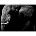 thumbnail image 3 of Chapman, Julie T. 14x12 Black Modern Framed Museum Art Print Titled - Wildlife Scratchboards III, 3 of 5